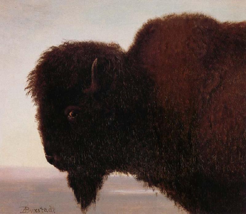 Albert Bierstadt Buffalo Head oil painting picture